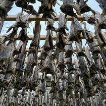 Kabeljau im Freistaat: Der Stockfisch und die Bayern | Bild: BR-Andreas Pehl