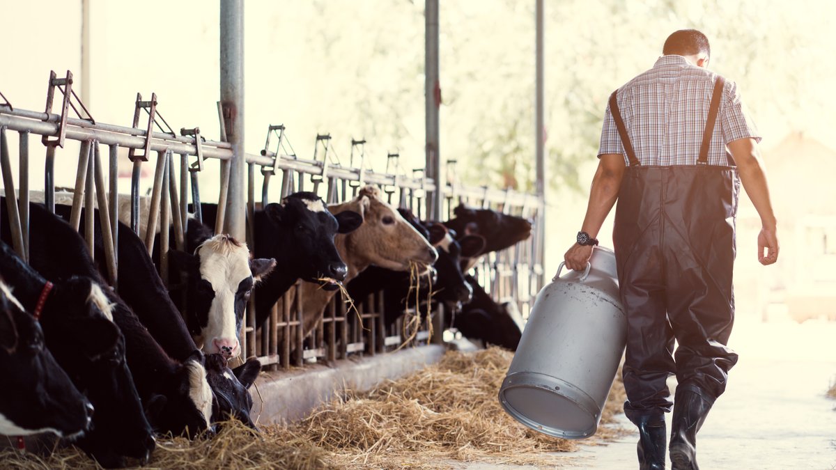 Ein Milchbauer mit Milchkanne im Kuhstall.