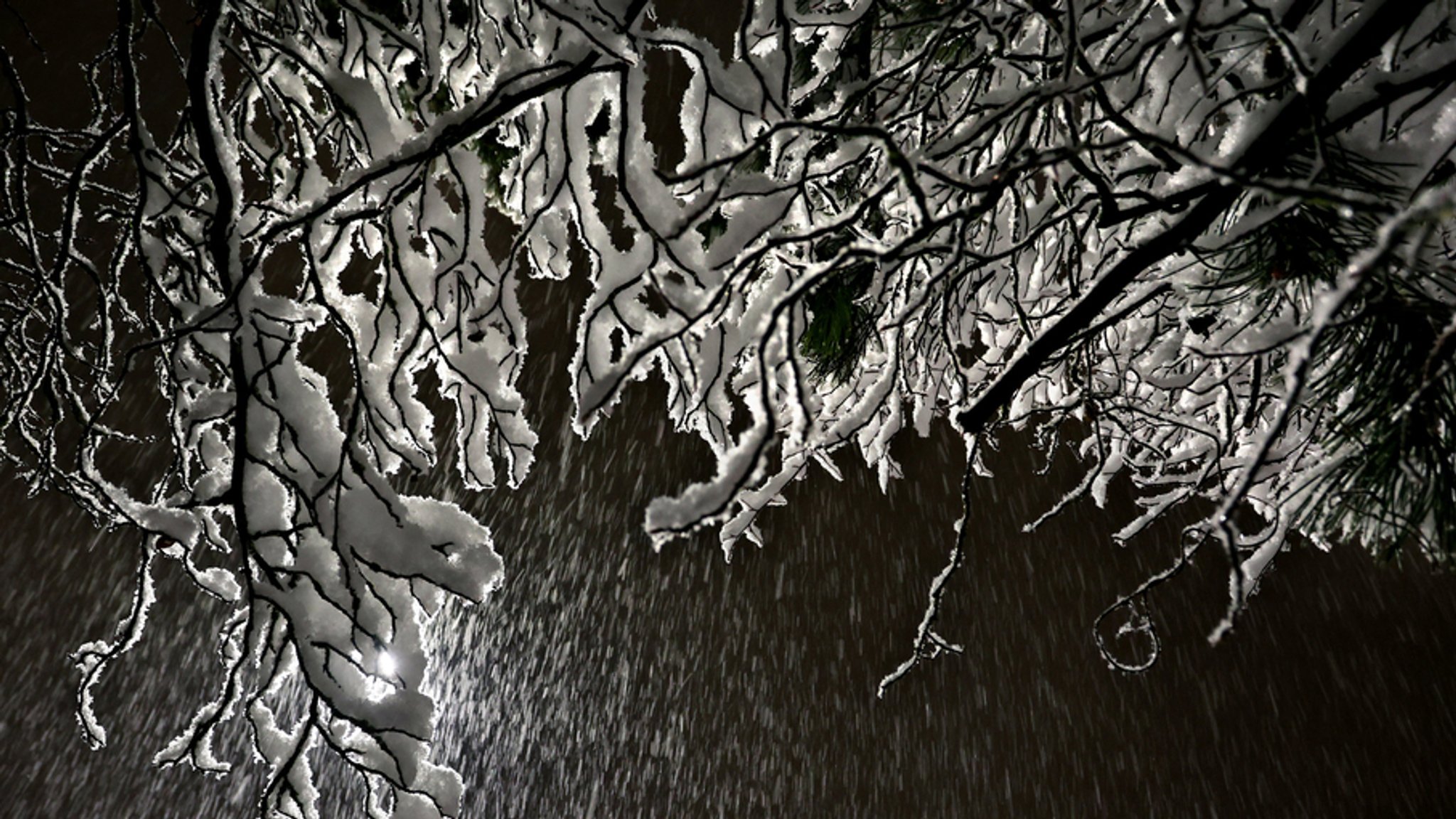 Ein mit schwerem Schnee bedeckter Baum steht im dichten Schneetreiben.