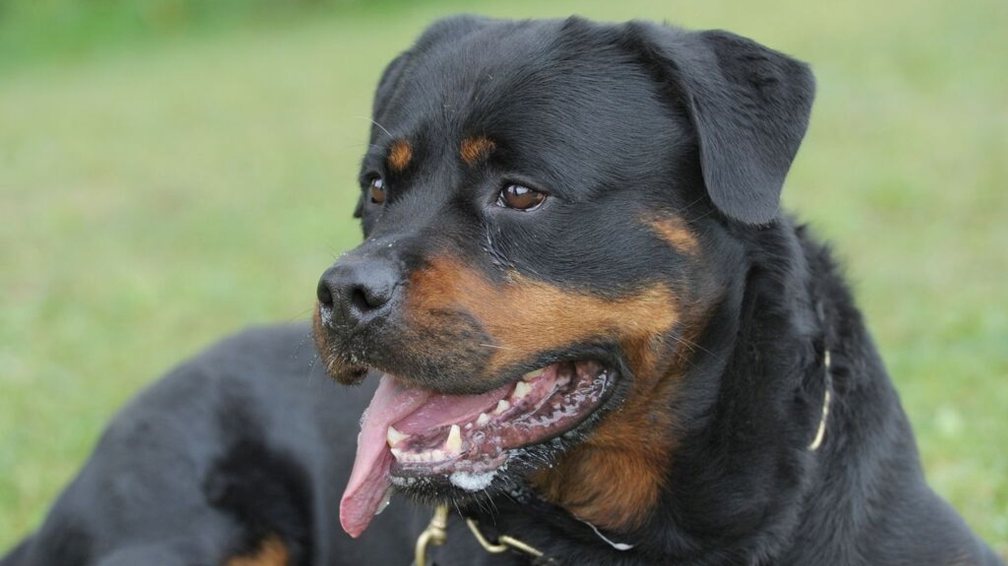 Aufnahme eines Rottweilers (Symbolbild). | Bild: dpa-Bildfunk/Franziska Kraufmann Aufnahme eines Rottweilers (Symbolbild).