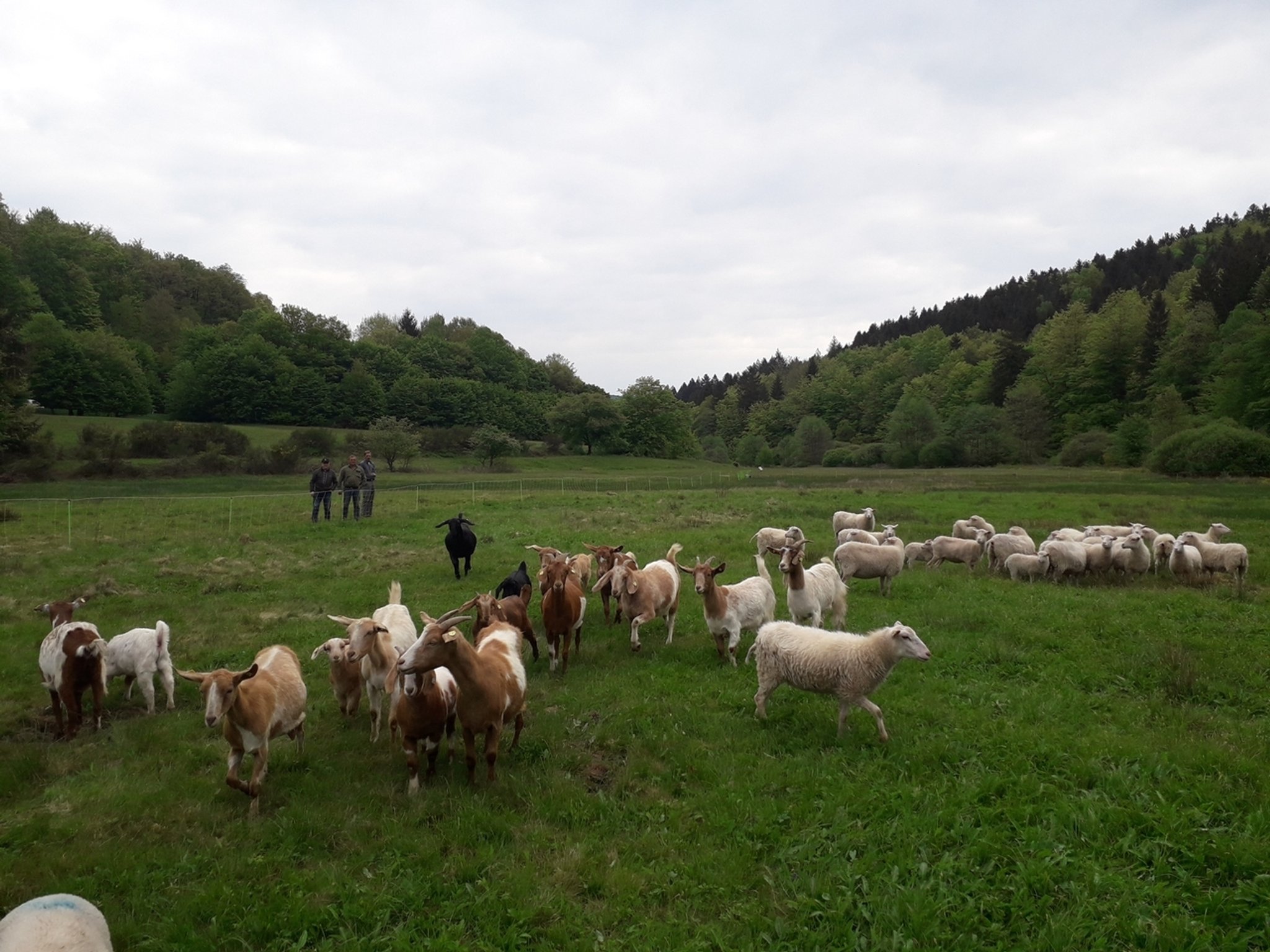 Tierische Landschaftspflege 