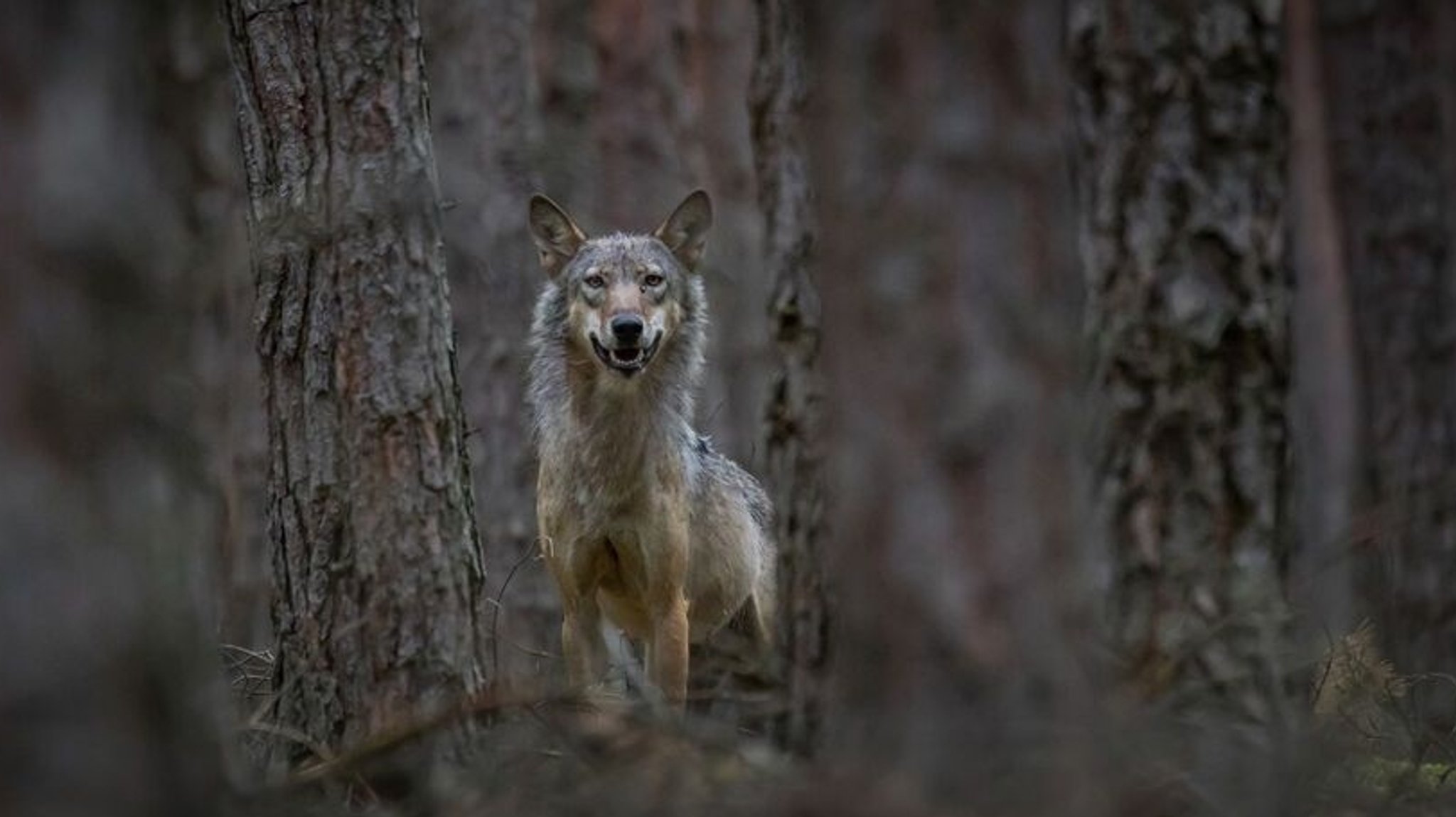 Fakten statt Vorurteile: Wolfsschulungen für bayerische Jäger