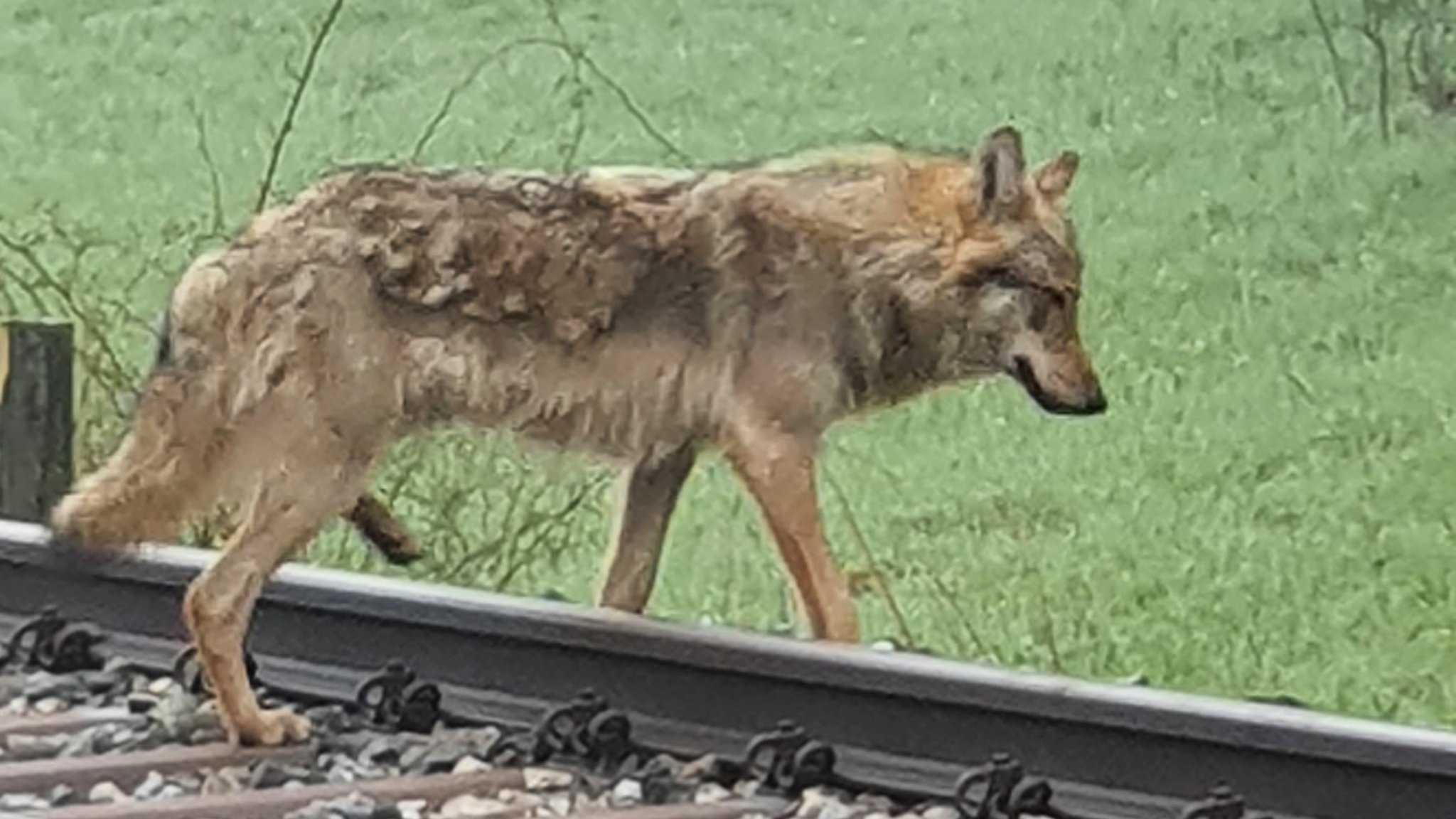 Ein Wolf überquert bei Bad Windsheim die Bahnschienen