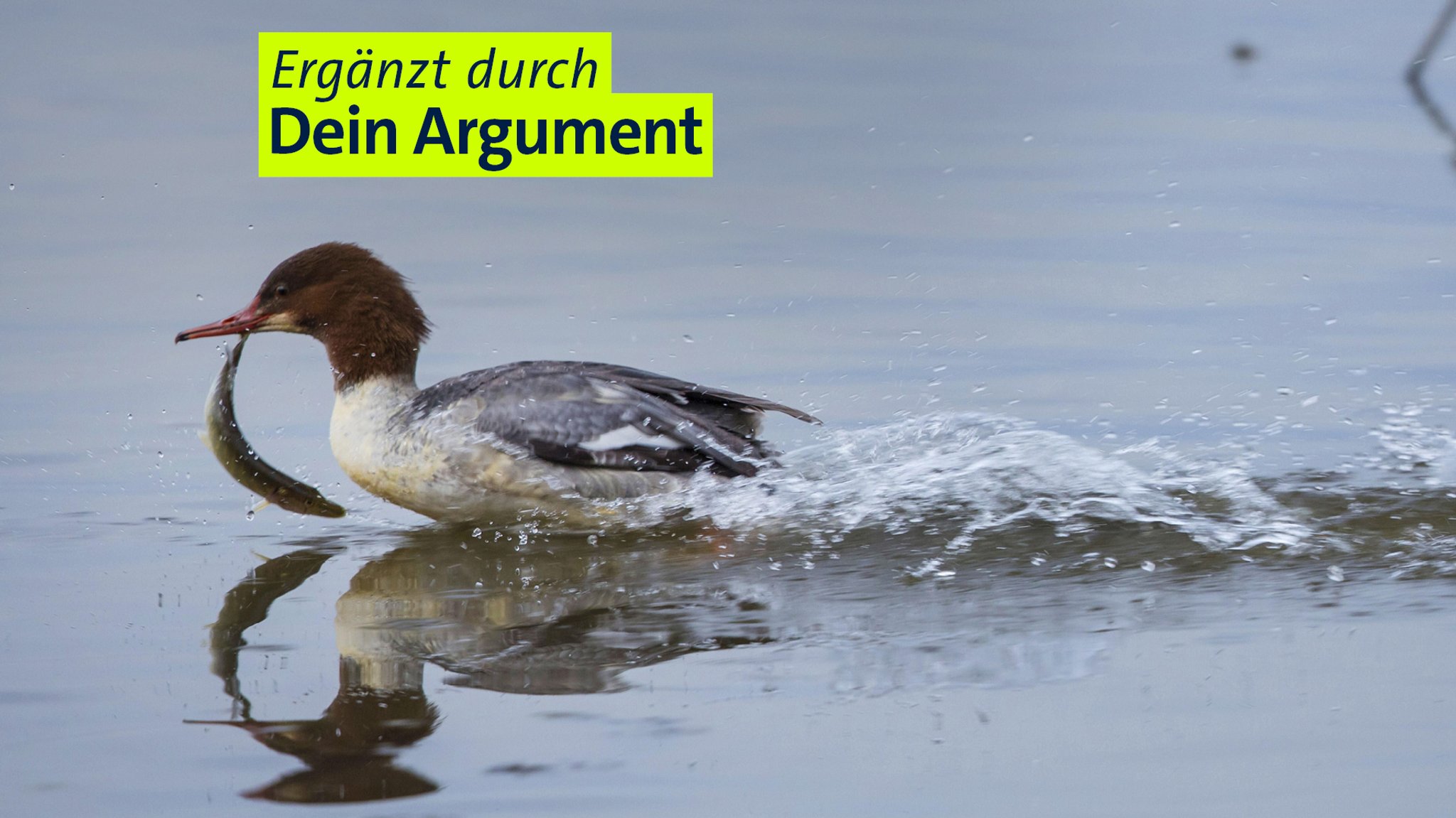 Gänsesäger-Weibchen mit erbeutetem Fisch auf dem Chiemsee