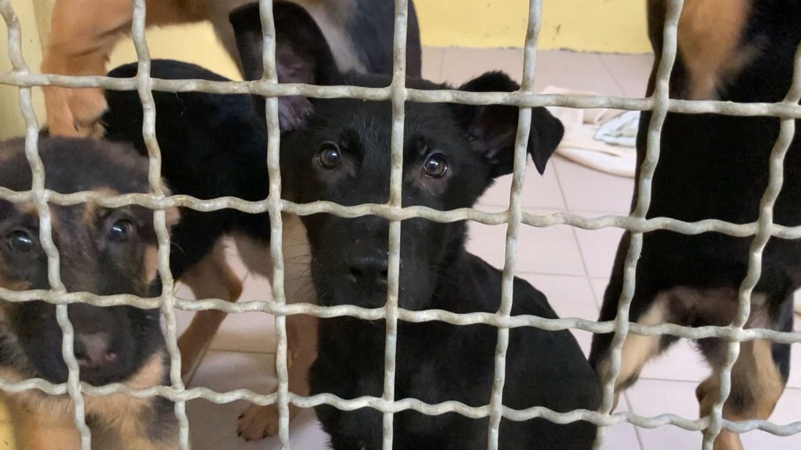 streit um 100 geschmuggelte hundewelpen beschaftigt gericht br24