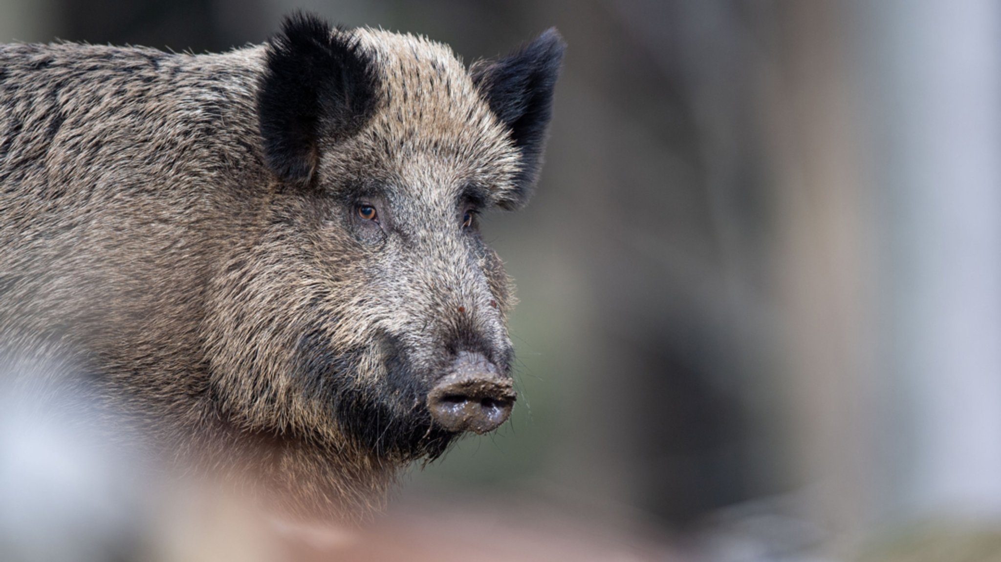 Aggressives Wildschwein erschreckt Anwohner und verletzt Radler