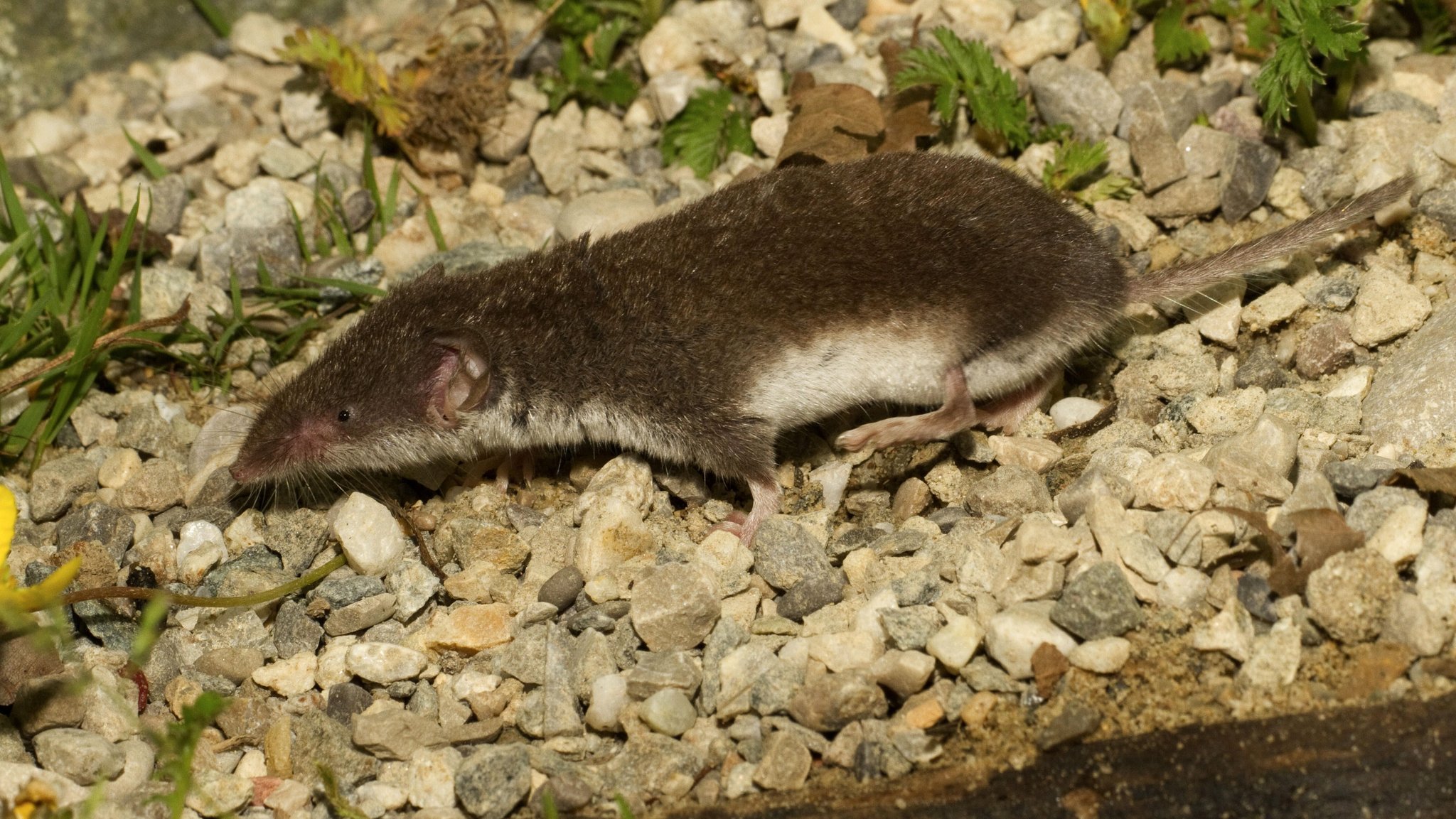 Eine Feldspitzmaus rennt über Schotter. | Bild: picture alliance / blickwinkel/A. Hartl | A. Hartl Eine Feldspitzmaus rennt über Schotter.