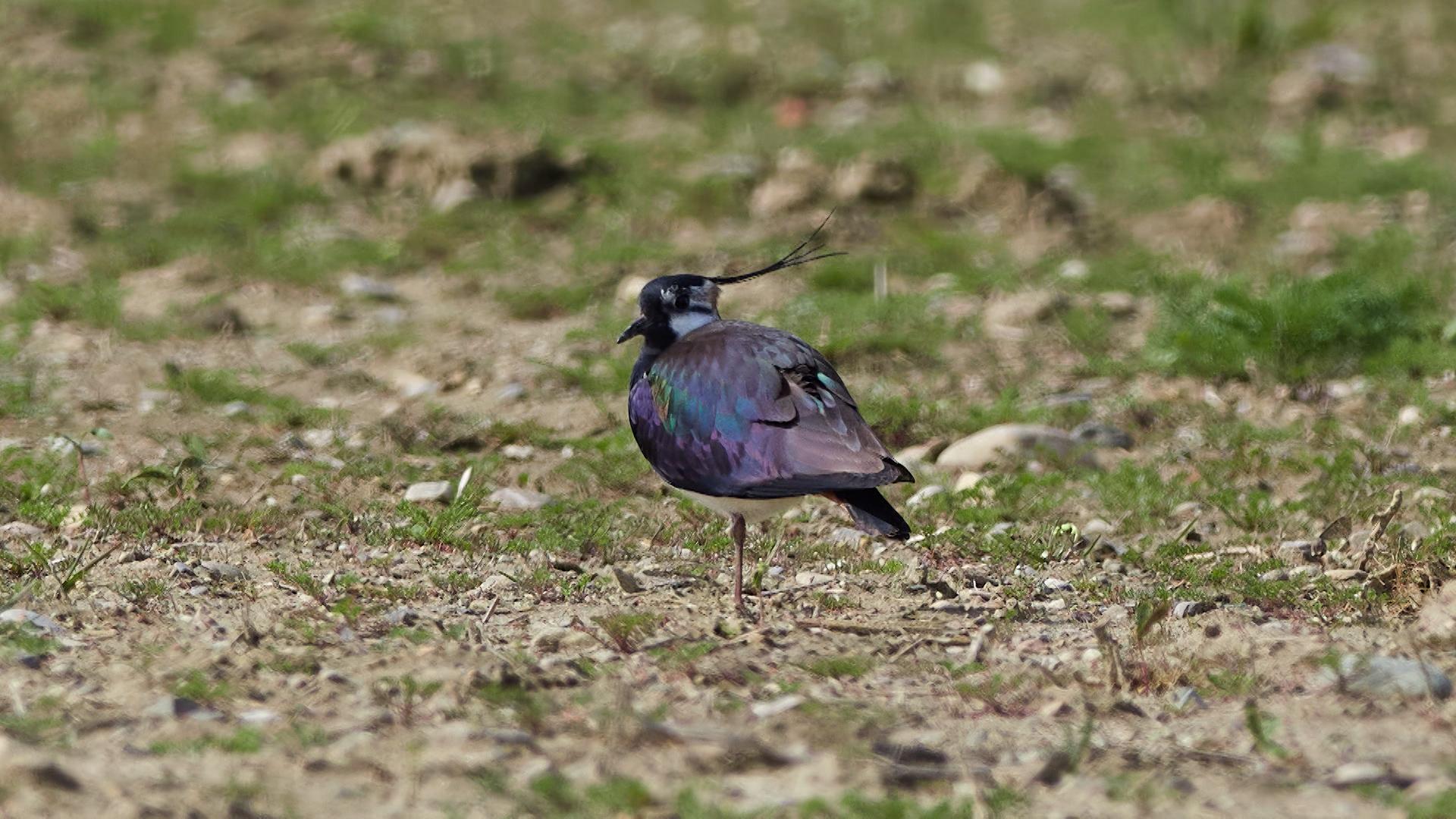 Kiebitz auf einem Feld