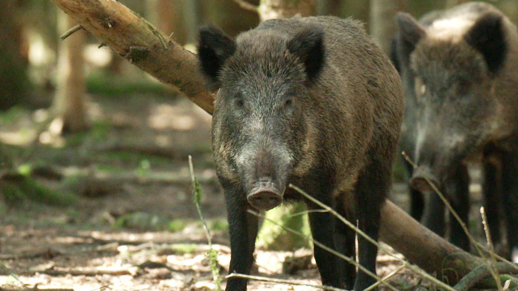 Wildschweine (Symbolbild).