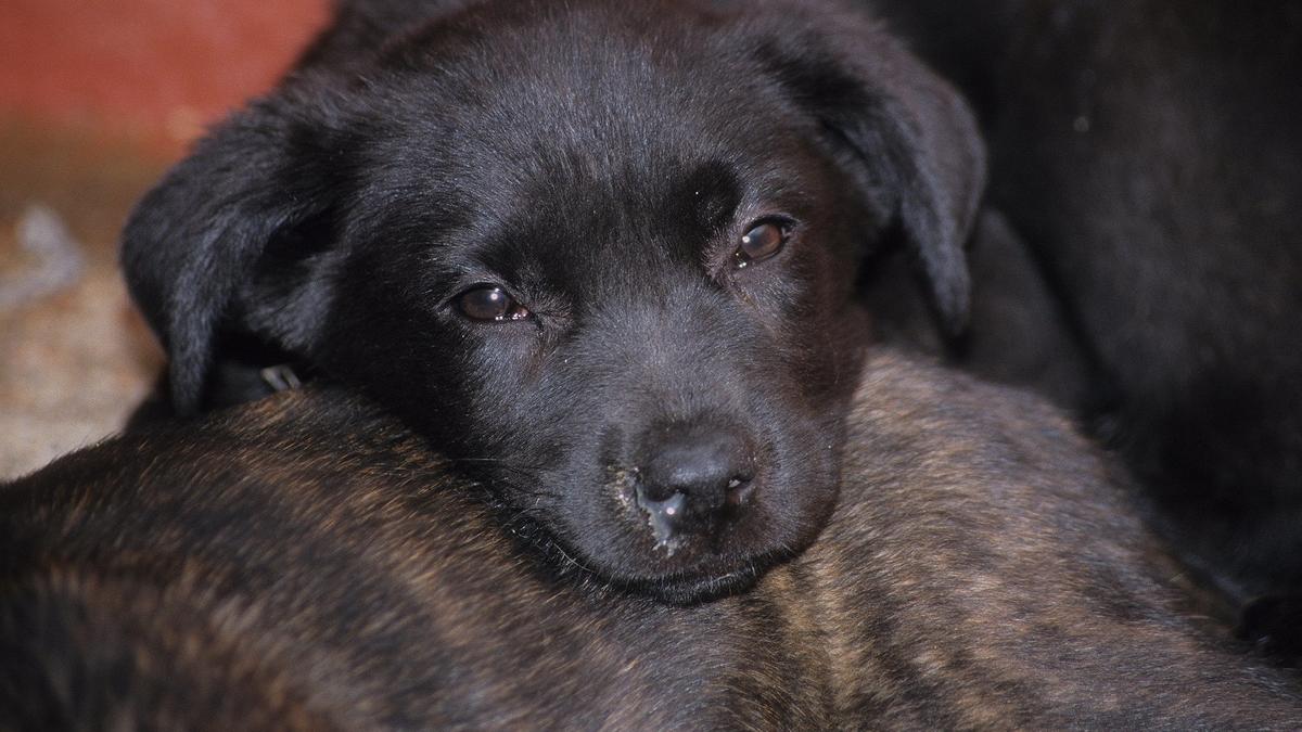 Welthundetag Warnung Vor Kauf Von Welpen Aus Dem Internet Br24