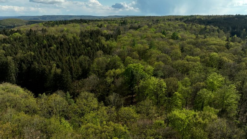 Die Wälder freuen sich über die nassen letzten zwölf Monate. Doch für eine Regeneration reicht das noch nicht. | Bild: BR Die Wälder freuen sich über die nassen letzten zwölf Monate. Doch für eine Regeneration reicht das noch nicht.
