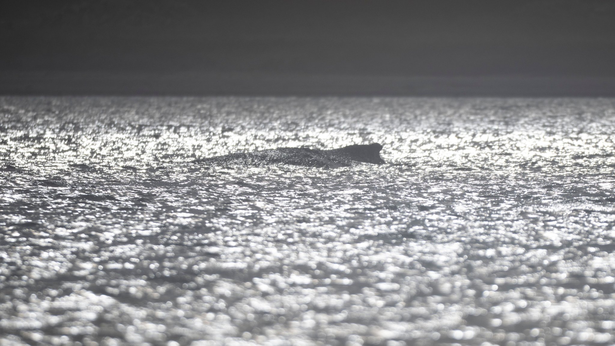 Buckelwal "Timmy" ist nach seinem zwischenzeitlichen Abtauchen erneut in der Ostsee vor Wismar gesichtet worden. (Archivbild)