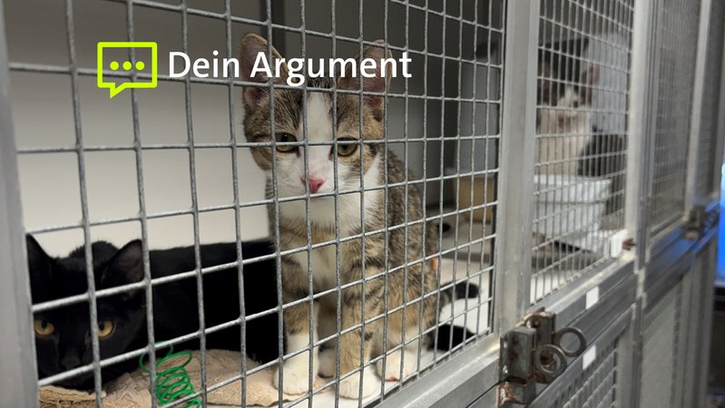 Junge Katzen in der Krankenstation im Höchstädter Tierheim. | Bild: BR/Judith Zacher Junge Katzen in der Krankenstation im Höchstädter Tierheim.