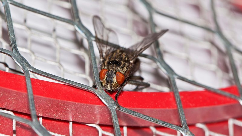 Eine Stubenfliege entgeht knapp einer elektrischen Fliegenklatsche