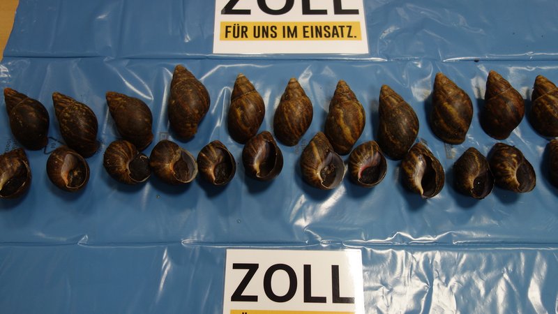 Schnecken liegen auf einer blauen Folie, darunter ein Schild mit der Aufschrift "Zoll" | Bild: Hauptzollamt Nürnberg Schnecken liegen auf einer blauen Folie, darunter ein Schild mit der Aufschrift "Zoll"