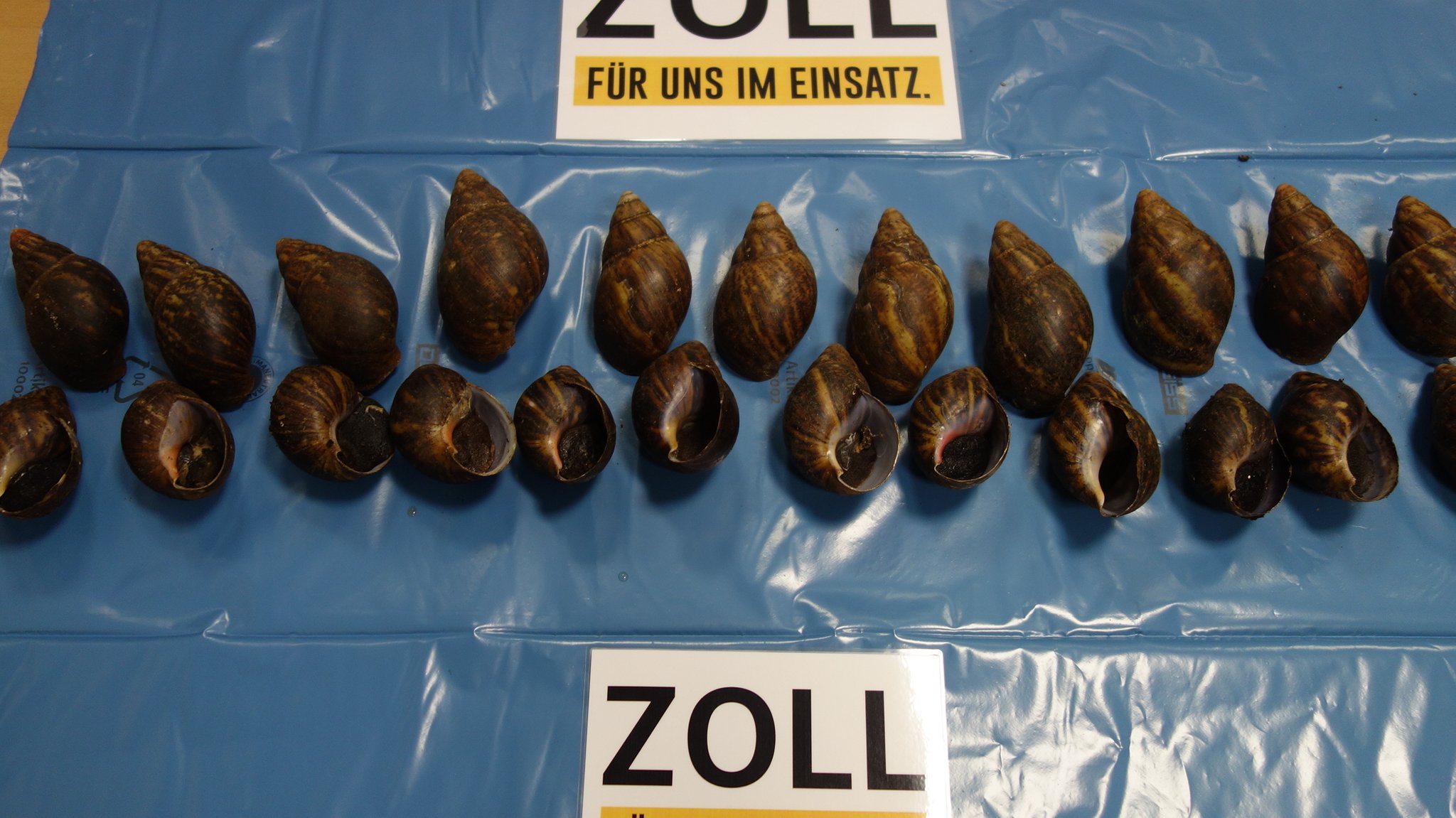 Schnecken liegen auf einer blauen Folie, darunter ein Schild mit der Aufschrift "Zoll"