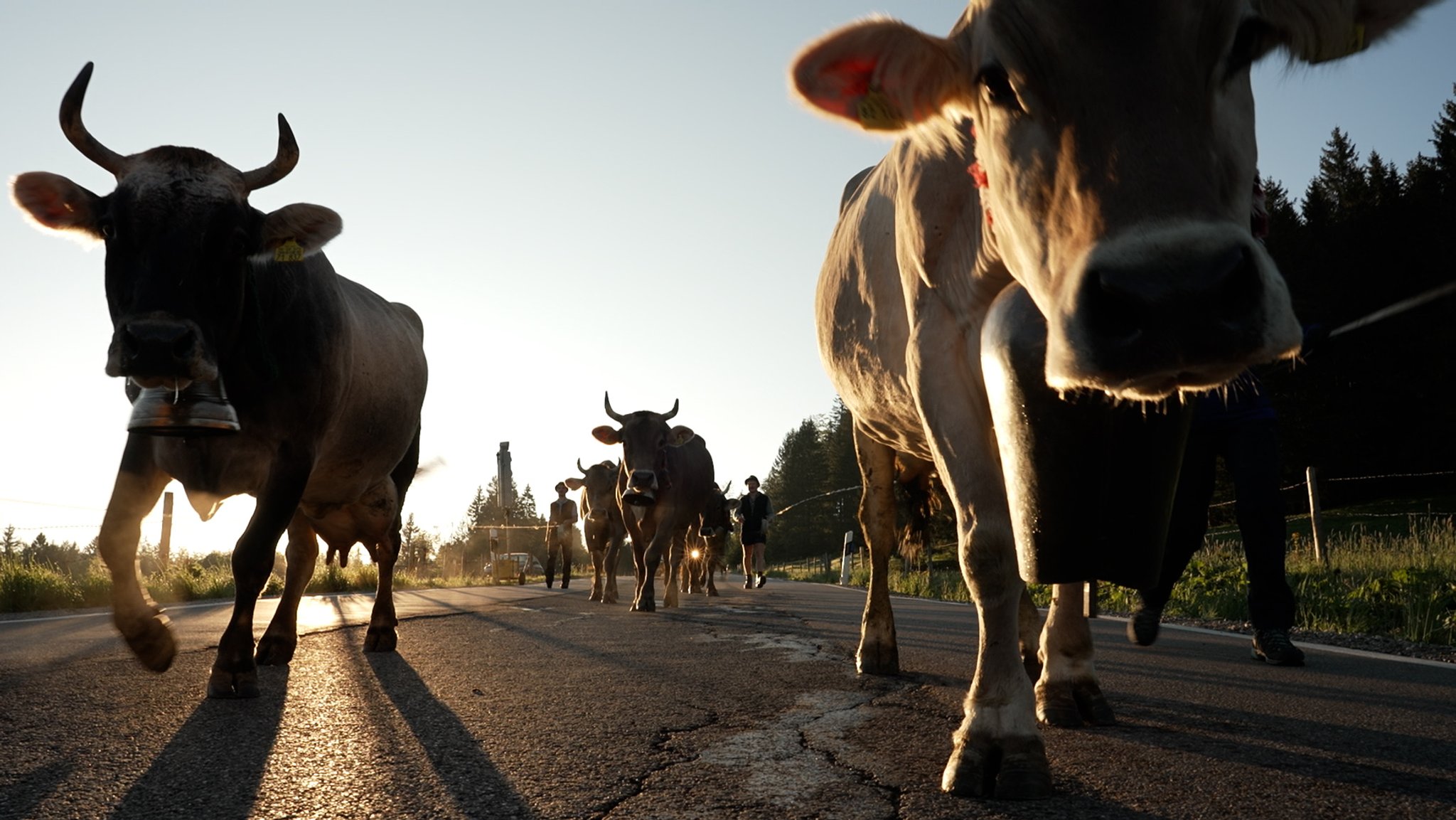 20 Kilometer müssen die Kühe vom Hof bis auf die Sennalpe Hochried laufen. | Bild: BR/Markus Wessely 20 Kilometer müssen die Kühe vom Hof bis auf die Sennalpe Hochried laufen.