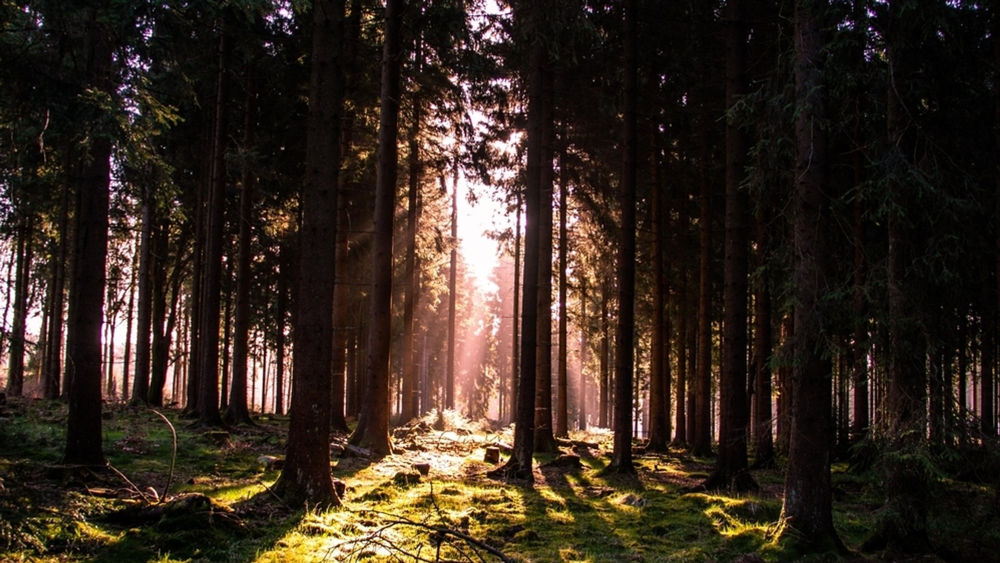 Ein Wald im Sonnenlicht (Symbol- und Archivbild)