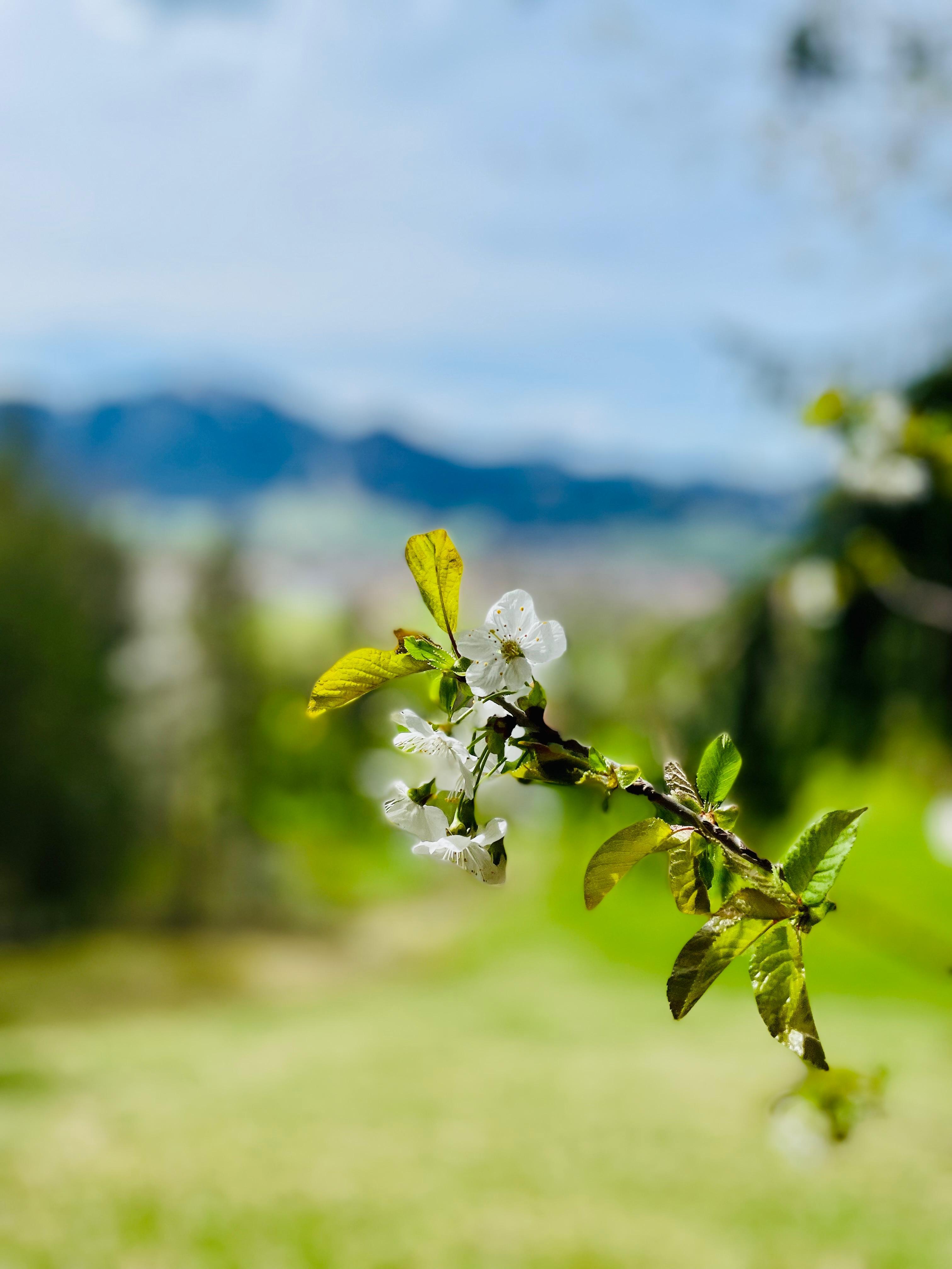 Blütenzweig vor dem Brauneck bei Lenggries