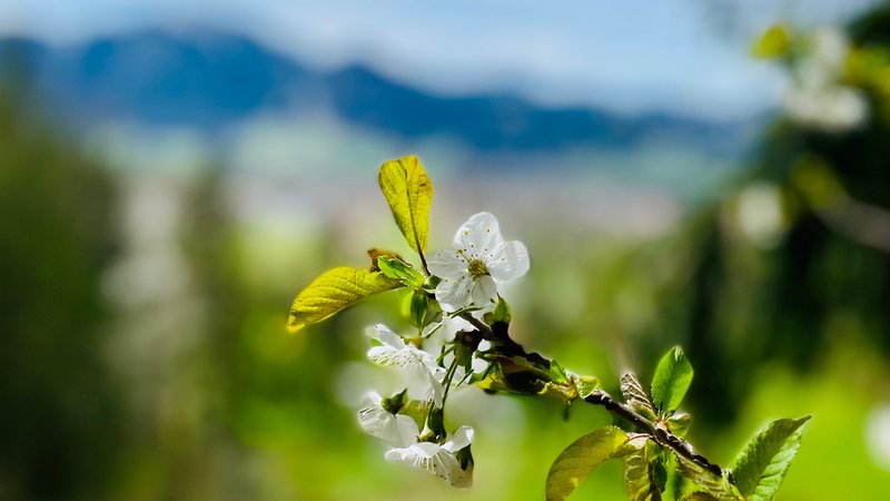 Blütenzweig vor dem Brauneck bei Lenggries | Bild: BR/Ulrich Trebbin Blütenzweig vor dem Brauneck bei Lenggries