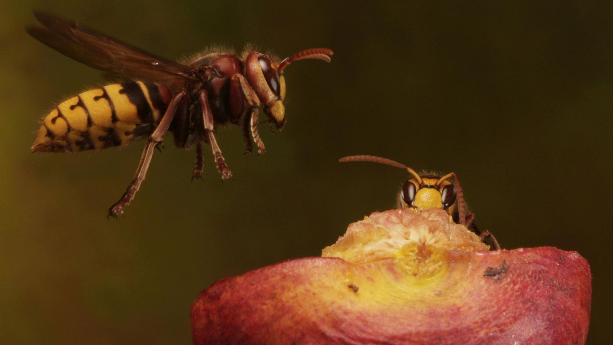 Hornisse (Vespa crabro)