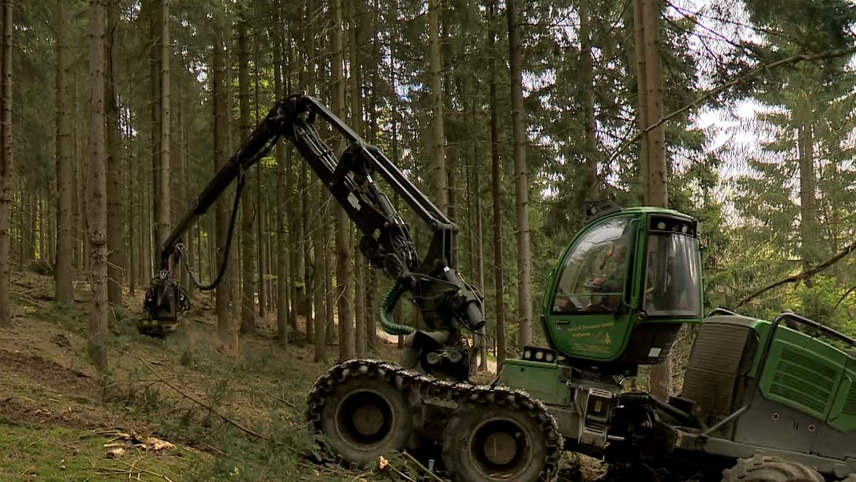 Ein Harvester zerlegt einen Baum im Wald.