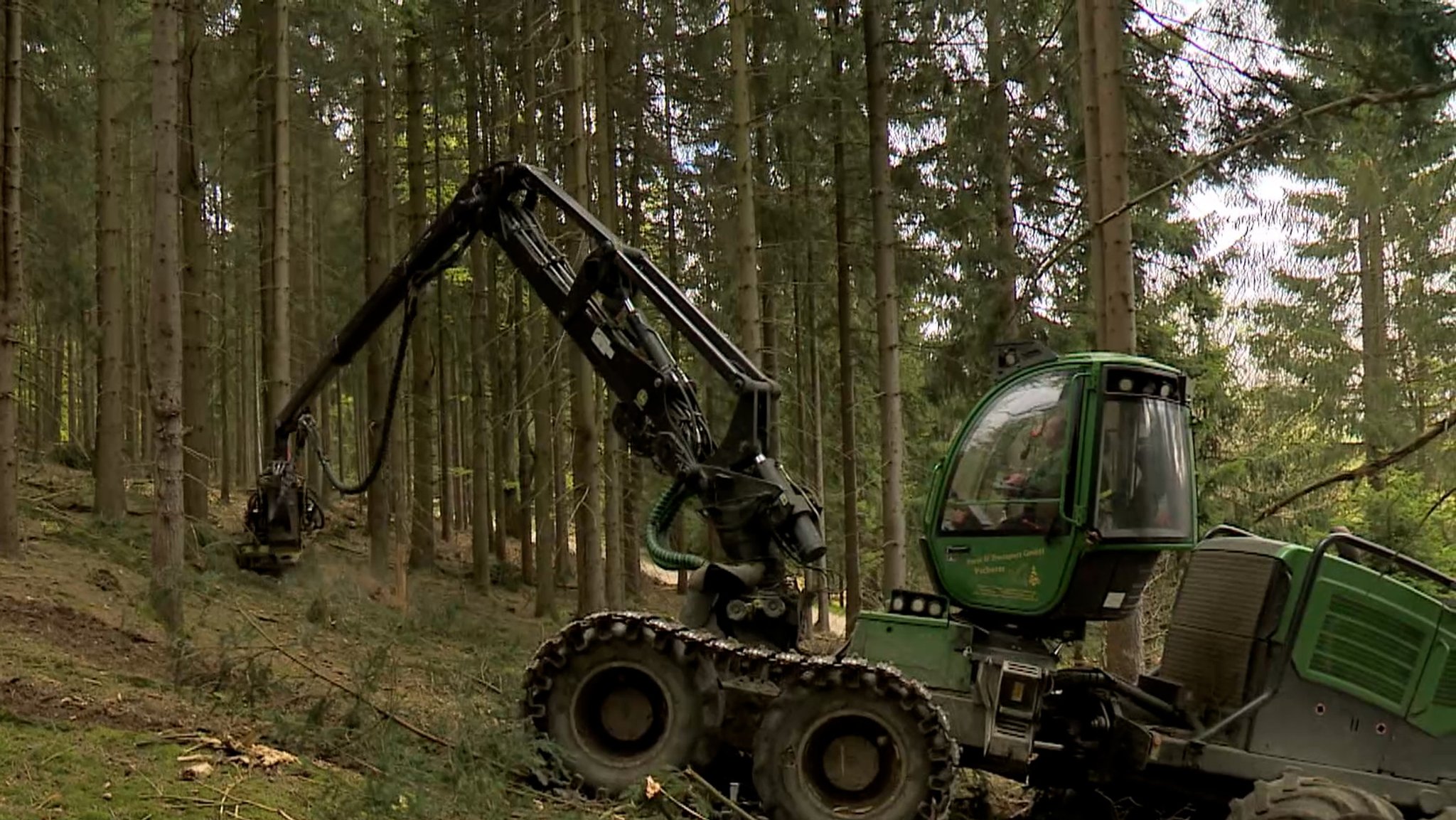 Ein Harvester zerlegt einen Baum im Wald.