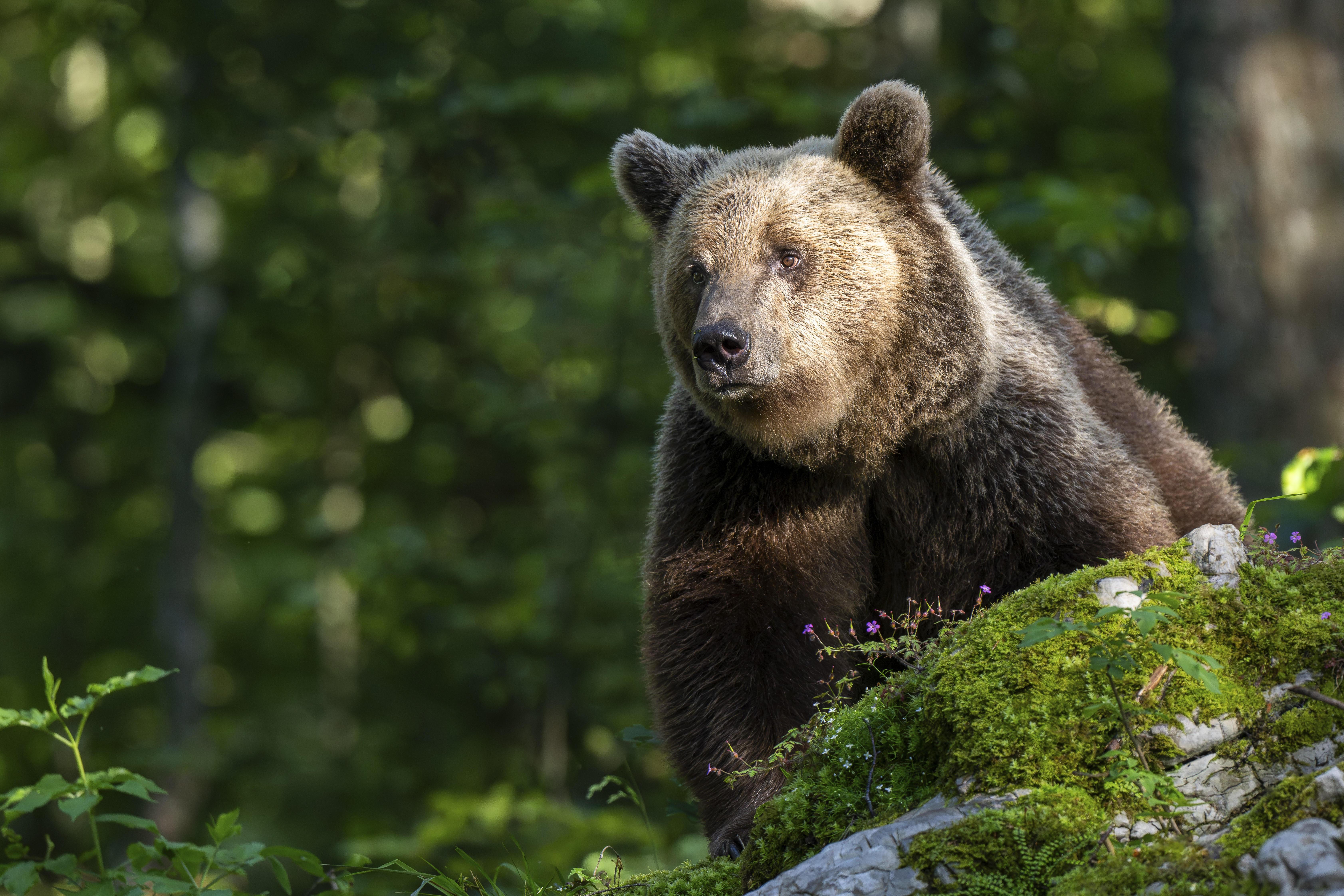 Ein Braunbär im Wald über einem bemoosten Felsen