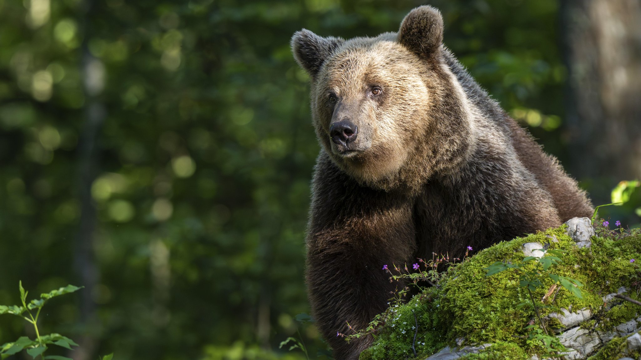 Ein Braunbär im Wald über einem bemoosten Felsen