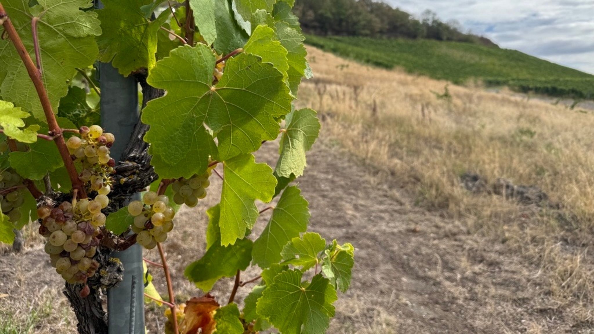 Weinbau im Wandel: Kaniber plant Rodungsprämie 