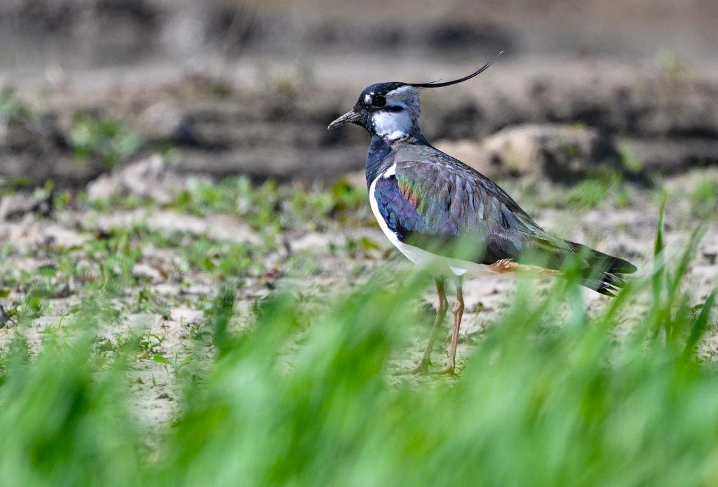 Nahaufnahme eines Kiebitzes 