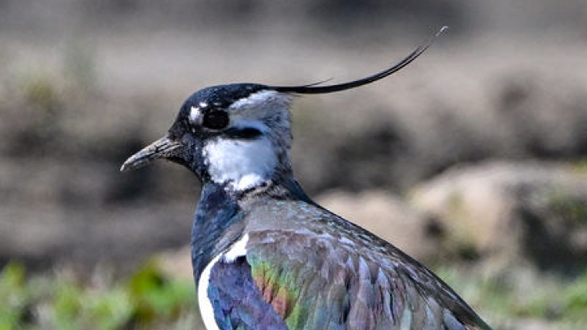 Nach Wildvogel-Sterben in Pocking: Verdacht auf Salmonellen