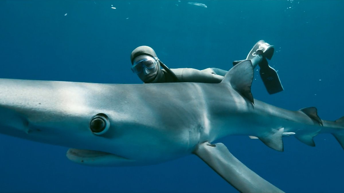 Apnoe-Taucherin Anna von Boetticher ganz nah an einem Hai in tiefem Wasser.