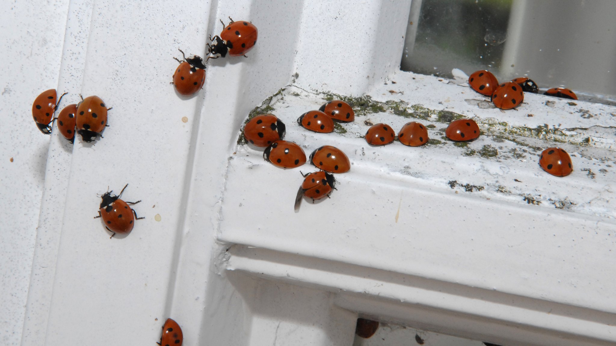 Zahlreiche Marienkäfer an einem Fensterrahmen