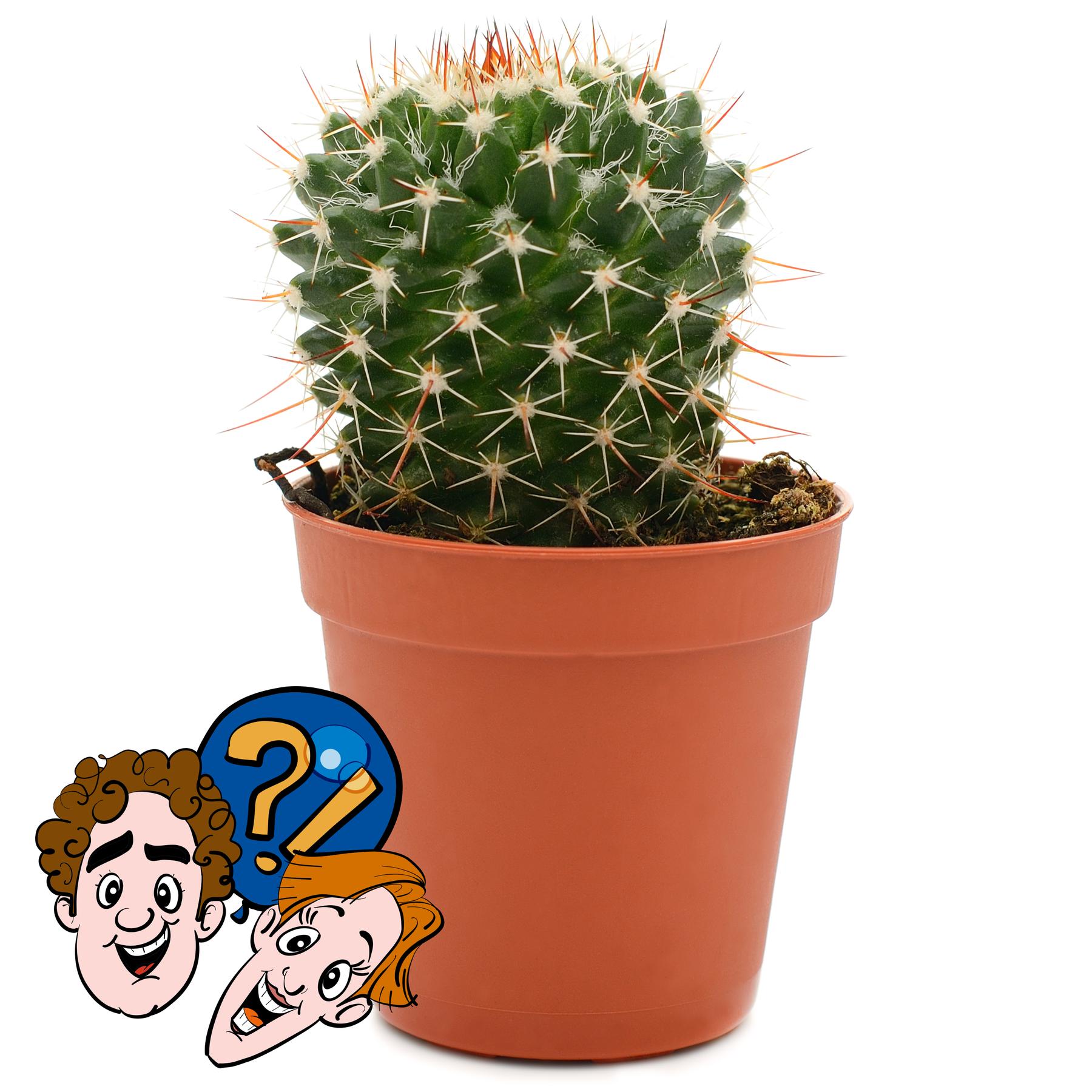 Kaktus gegen Igel gegen Nadel - Wer sticht am schlimmsten?