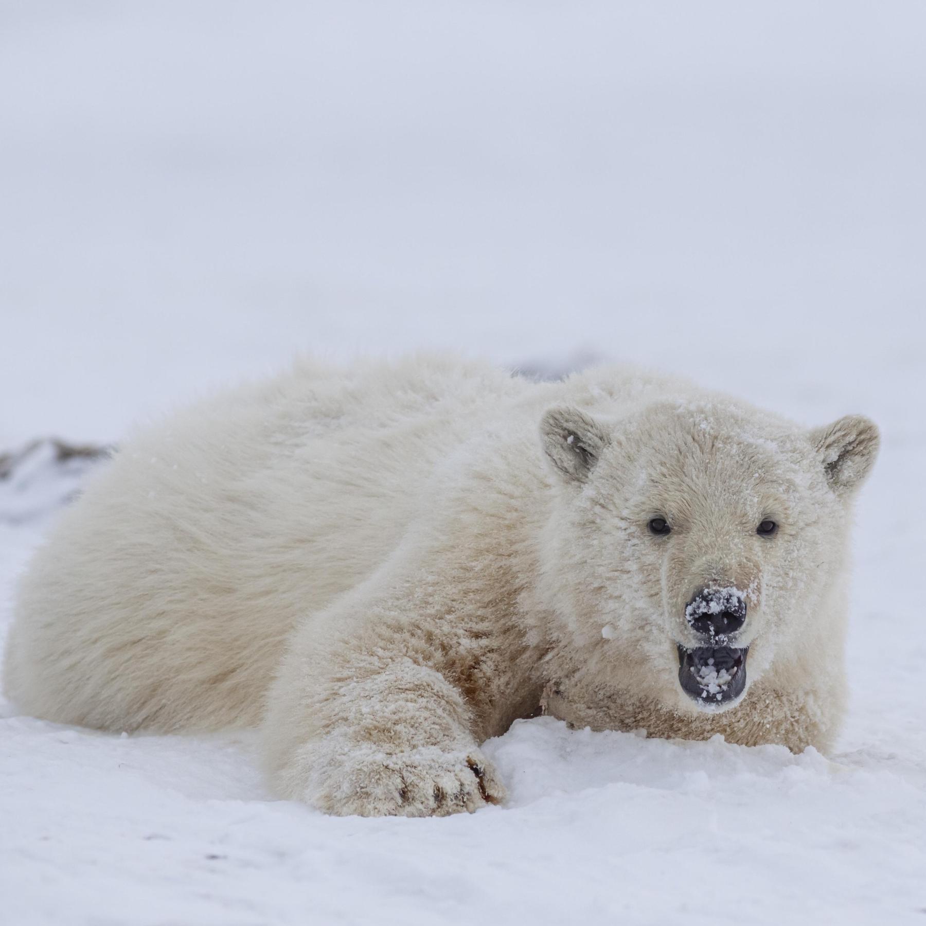 Sybille Klenzendorf, Eisbär-Expertin: Haut des Eisbären ist eigentlich schwarz
