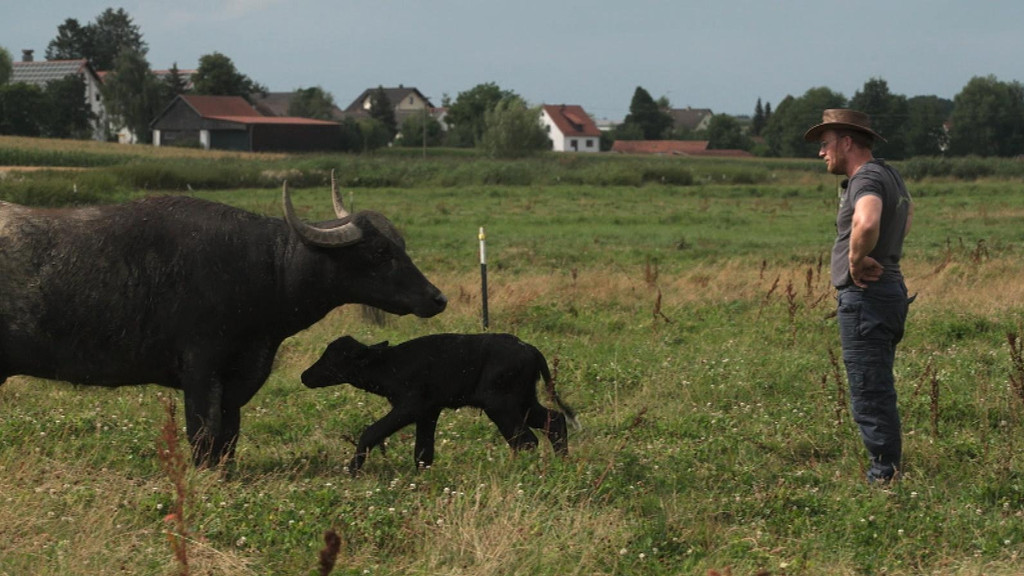 Züchter und Wasserbüffel auf der Weide