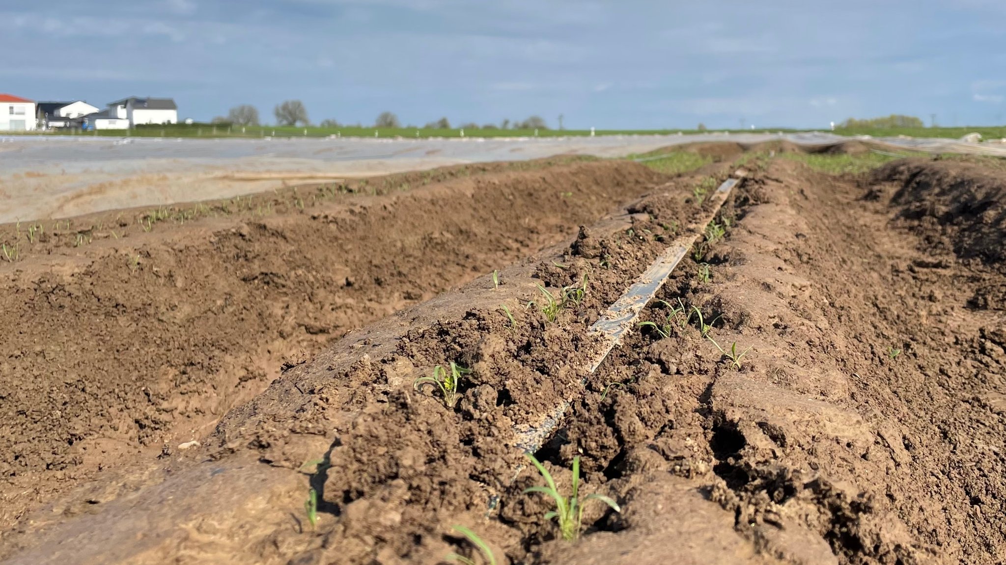 Tropfbewässerung für Karotten bei Oberpleichfeld (Lkr. Würzburg)