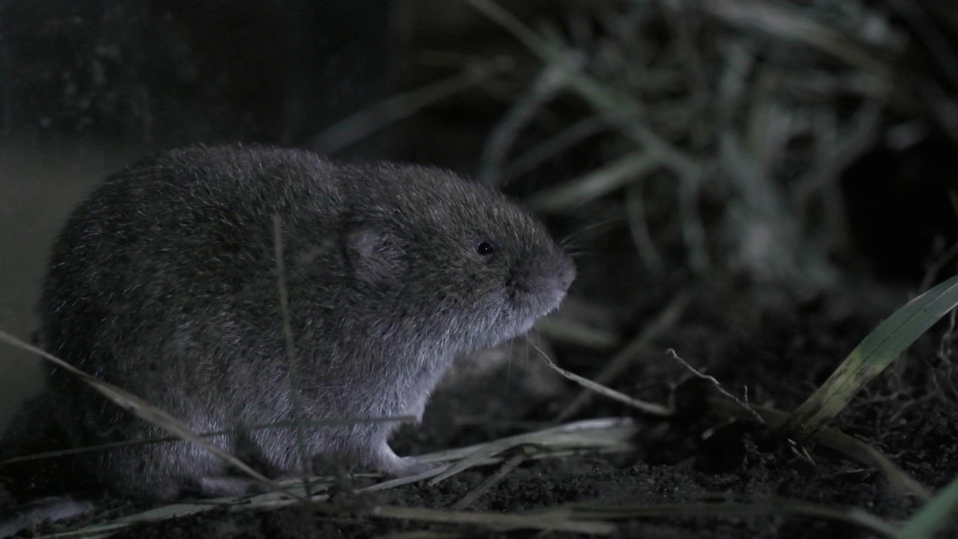 Vor 60 Jahren zum ersten Mal in Bayern entdeckt, war die seltene Mausart seitdem im Freistaat nicht mehr wiederzufinden.