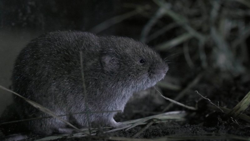 Vor 60 Jahren zum ersten Mal in Bayern entdeckt, war die seltene Mausart seitdem im Freistaat nicht mehr wiederzufinden.