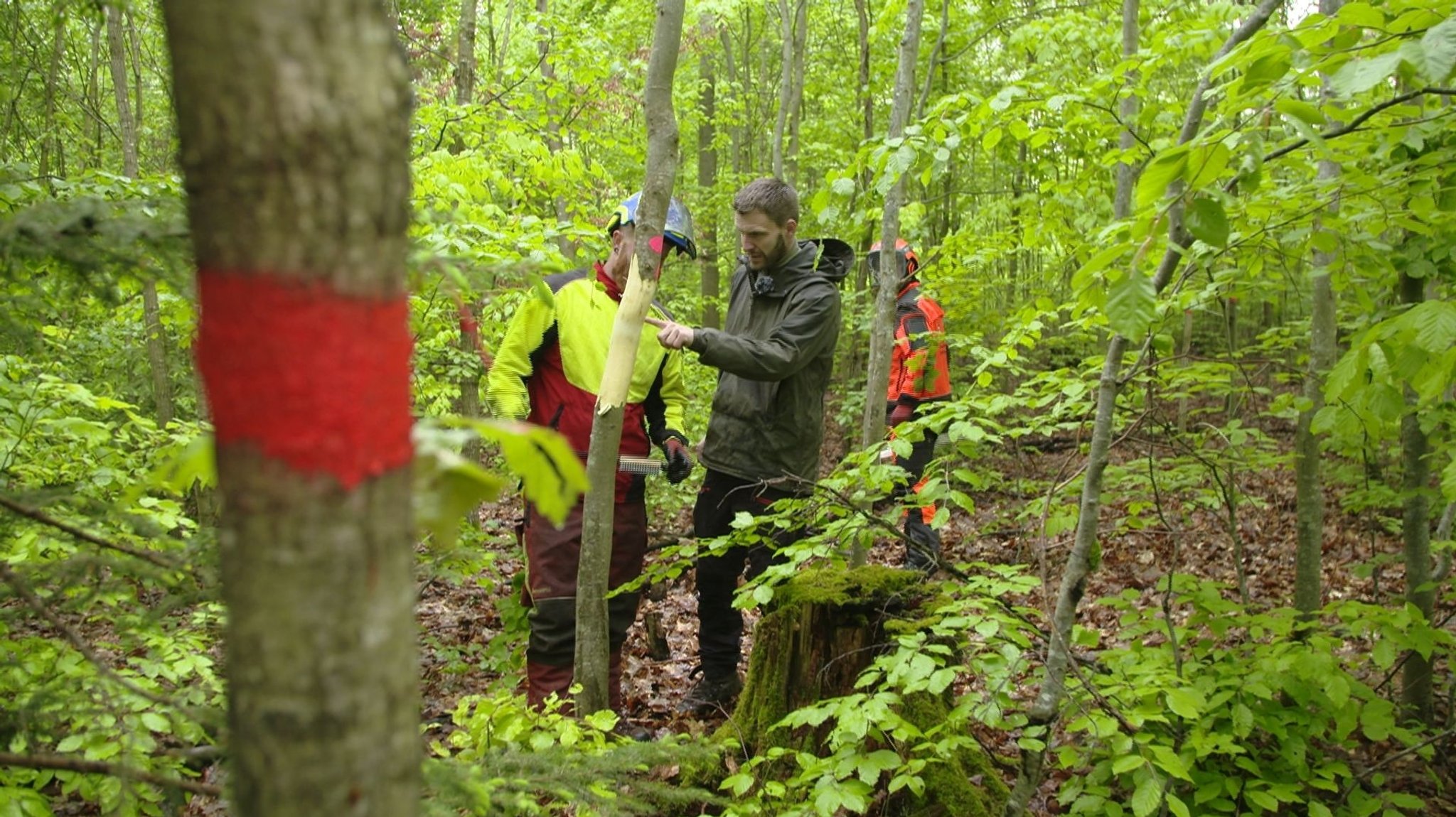 Eine behutsames Pflege ist wichtig im Dauerwald