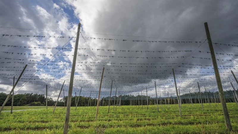 Weil sich der Anbau des Aromahopfens "Perle" nicht mehr lohnt, reduziert ein Hopfenbaubetrieb in der Hallertau seine Fläche von 52 auf 47 Hektar. Es ist zu viel Hopfen am Markt, höhere Preise sind erstmal nicht in Sicht. | Bild: picture alliance / imageBROKER | Helmut Meyer zur Capellen Weil sich der Anbau des Aromahopfens "Perle" nicht mehr lohnt, reduziert ein Hopfenbaubetrieb in der Hallertau seine Fläche von 52 auf 47 Hektar. Es ist zu viel Hopfen am Markt, höhere Preise sind erstmal nicht in Sicht.