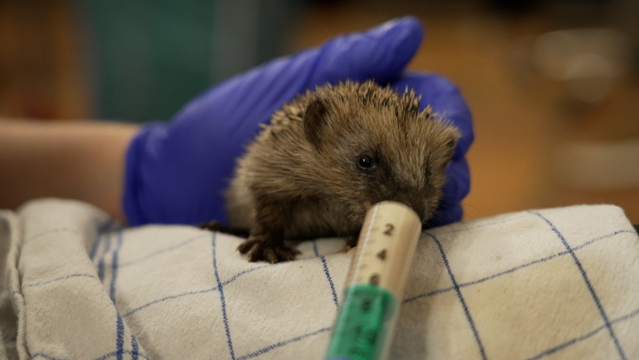 Ein Igel-Jungtier wird in der Wildtierauffangstation München gefüttert. | Bild: Arnd Frenger / BR Ein Igel-Jungtier wird in der Wildtierauffangstation München gefüttert.