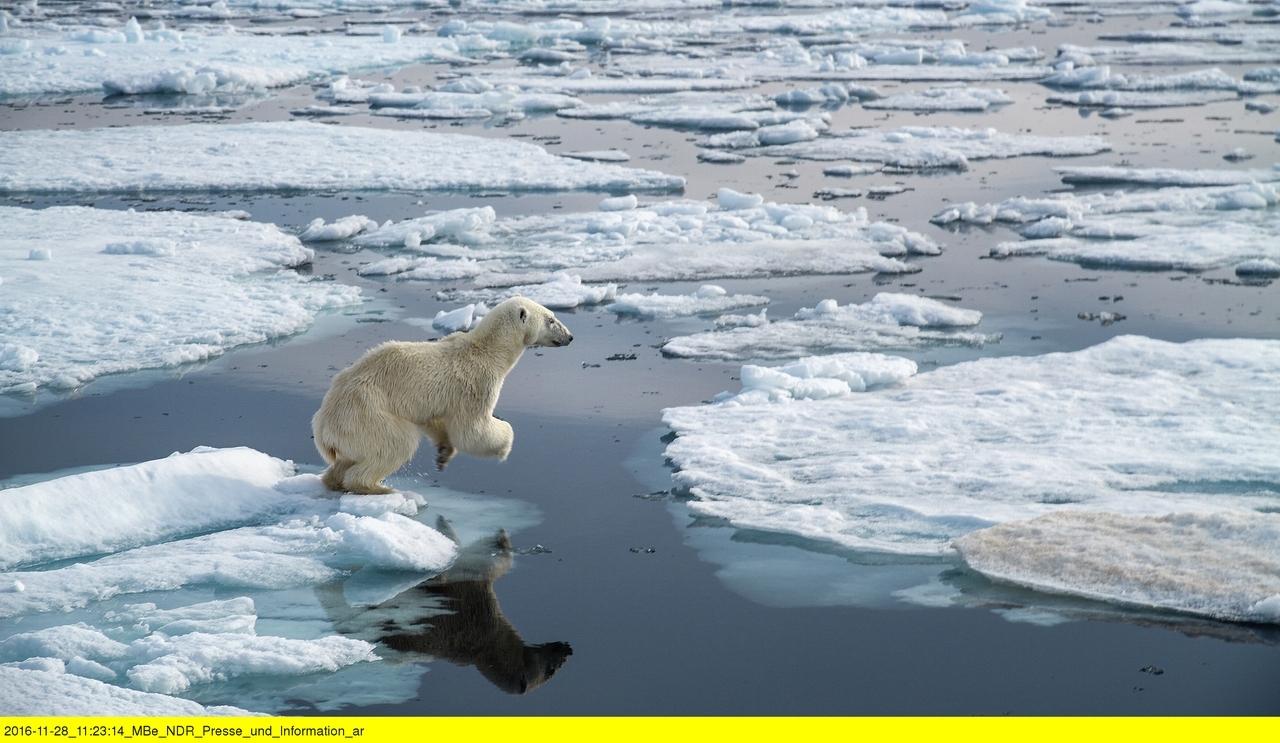 Ein Eisbär springt in der Arktis von Scholle zu Scholle. | Bild:BR/NDR/Silverback Films 2015/Jason Roberts