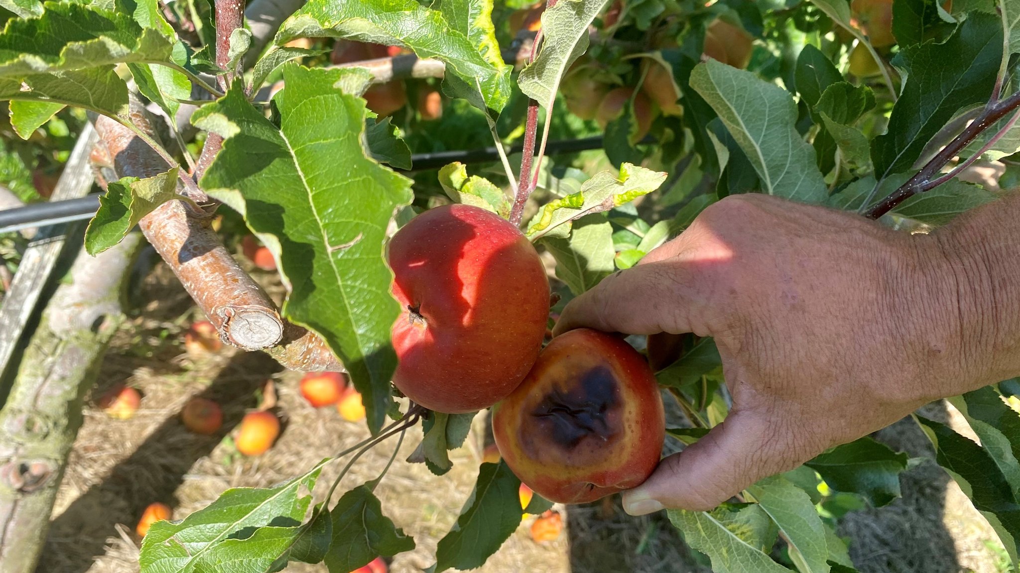 Ein Apfel mit typischem "Sonnenbrand". Hier ist das Fruchtfleisch im wahrsten Sinn des Wortes verbrannt, erklärt der Experte