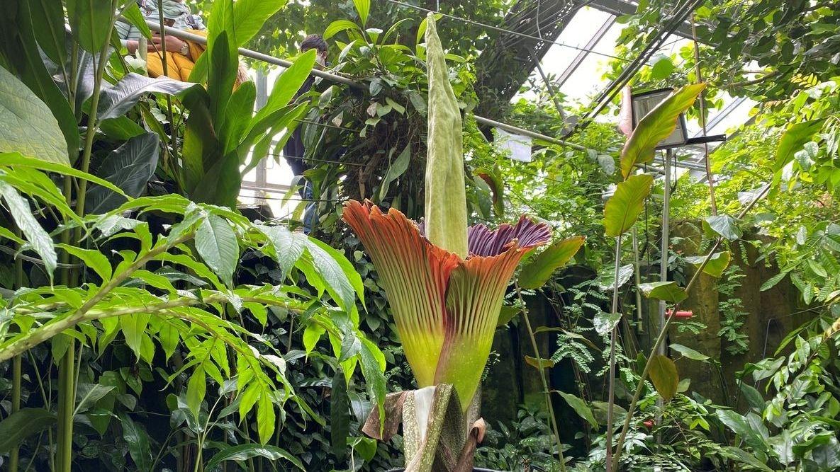 Eine Archivbild einer blühenden Titanwurz im Ökologisch-Botanischen Garten der Uni Bayreuth.