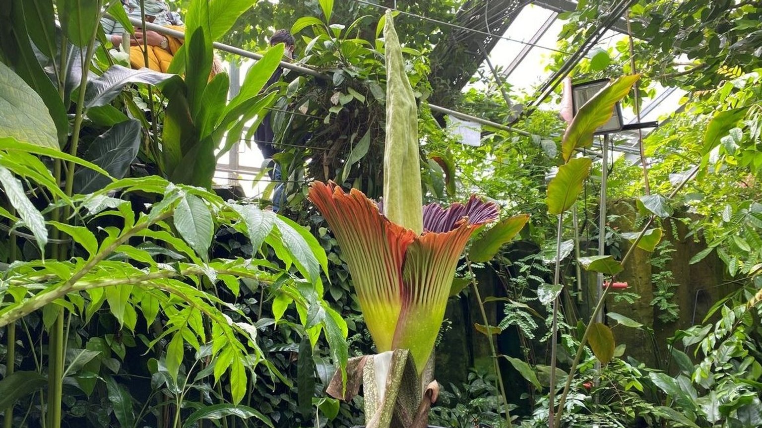 Größte Blume der Welt Titanenwurz in Würzburg kurz vor Blüte BR24