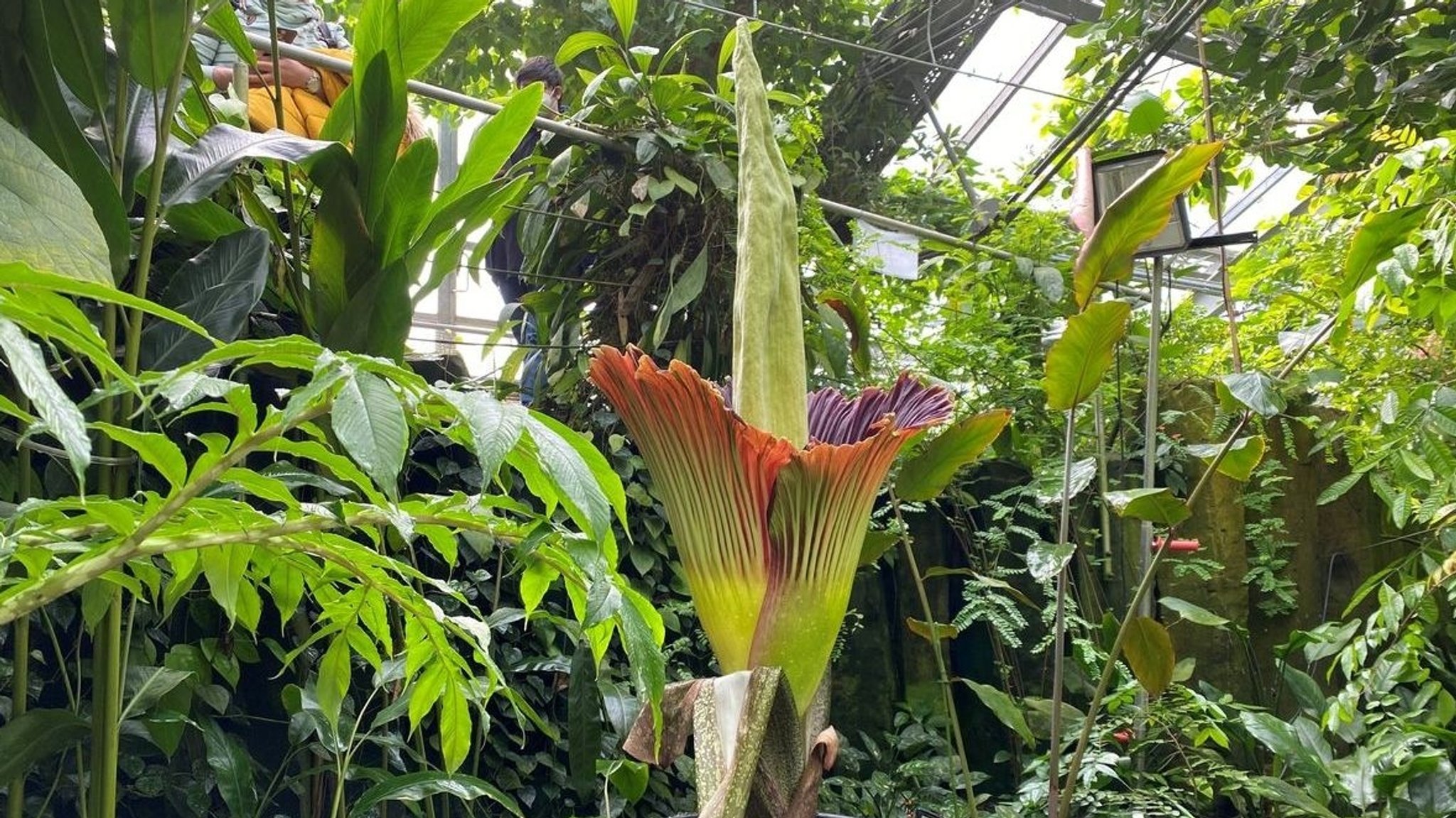 Eine Archivbild einer blühenden Titanwurz im Ökologisch-Botanischen Garten der Uni Bayreuth.