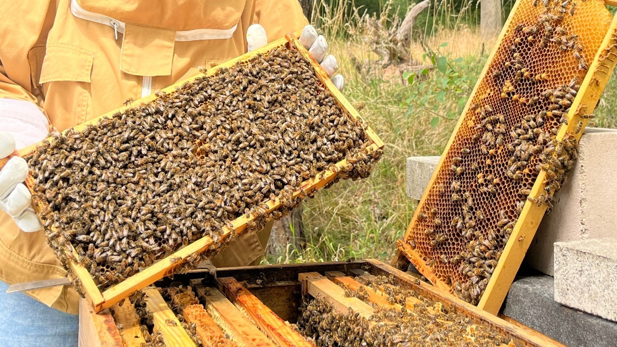 Bienen auf einer Honigwabe. | Bild: BR/Elena Knerich Bienen auf einer Honigwabe.