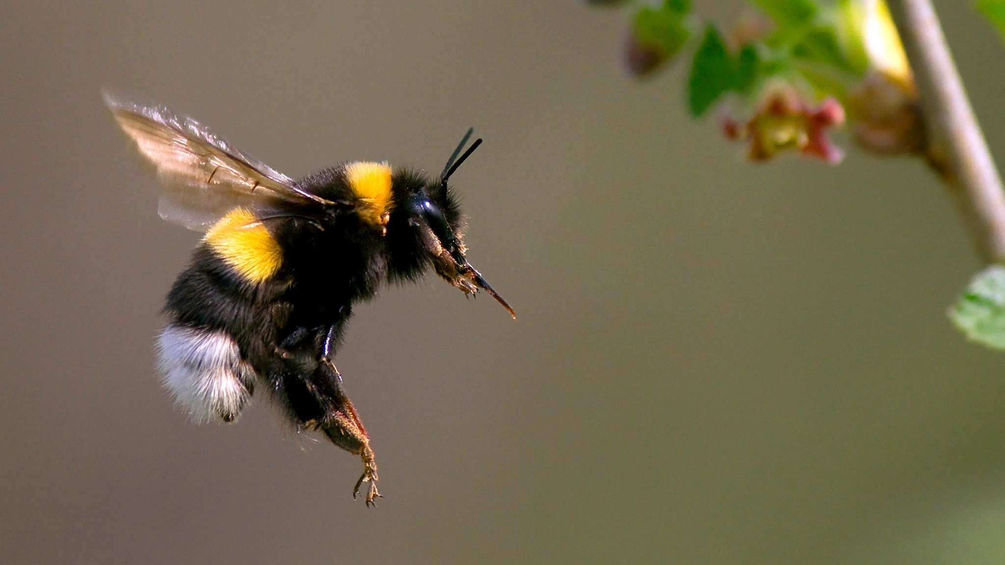 Eine Hummel fliegt eine Blume an.